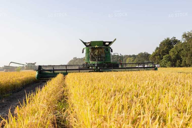 Rice Field 79379