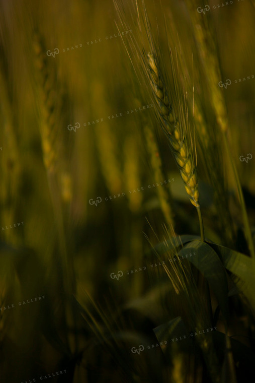 Wheat 2209