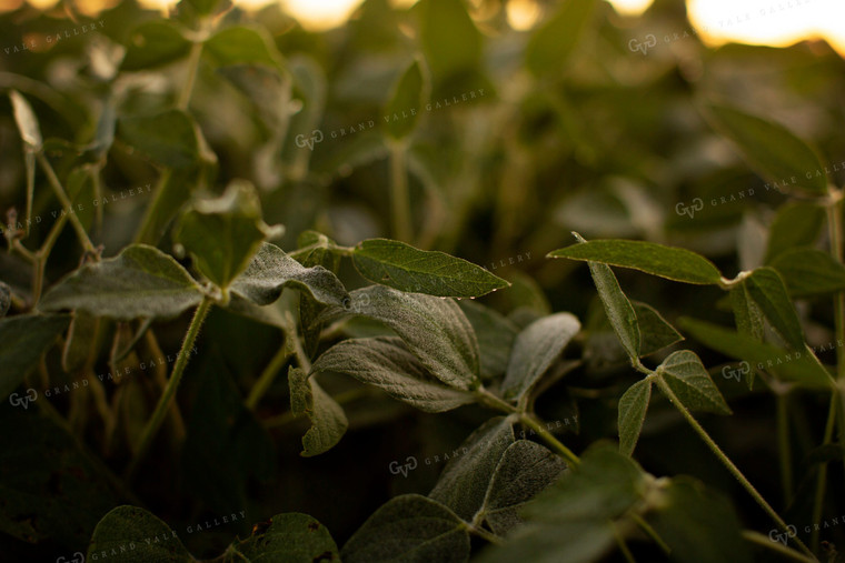 Soybeans - Mid-Season 4889