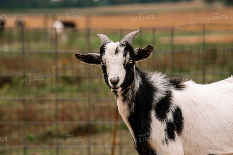 Goats 137055