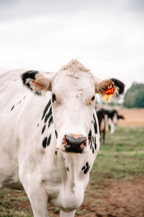 Holstein Cattle 137057