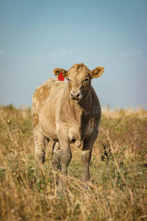 Charolais Cattle 155001