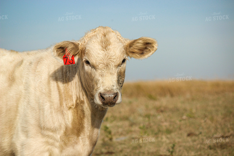 Charolais Cattle 155002