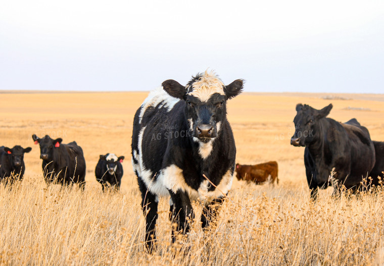 Black Baldy Cattle 155005