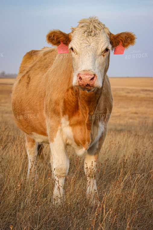 Simmental Cattle 155006