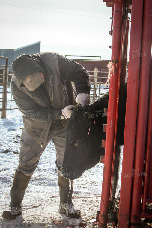 Farmer Tagging Cattle 155018