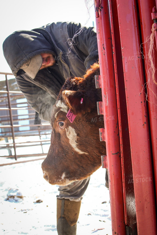 Farmer Tagging Cattle 155019