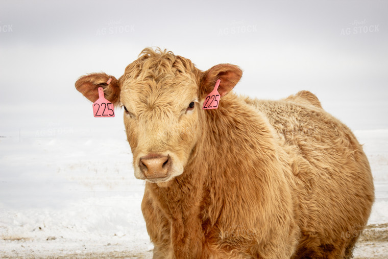 Simmental Cattle 155024