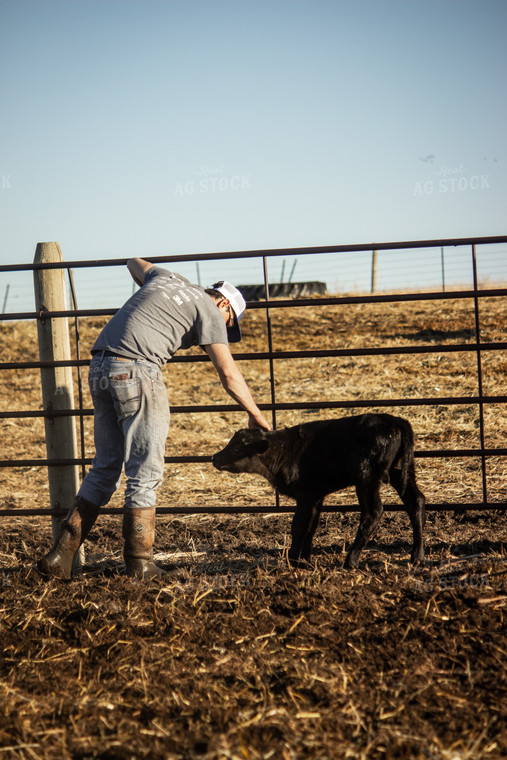 Farmer with Calf 155034