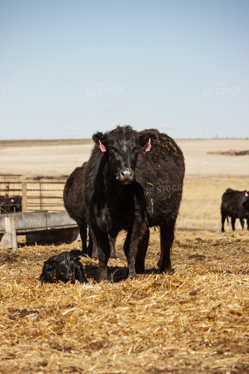 Cow Calf Pair 155035