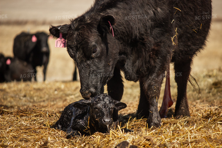 Cow Calf Pair 155036