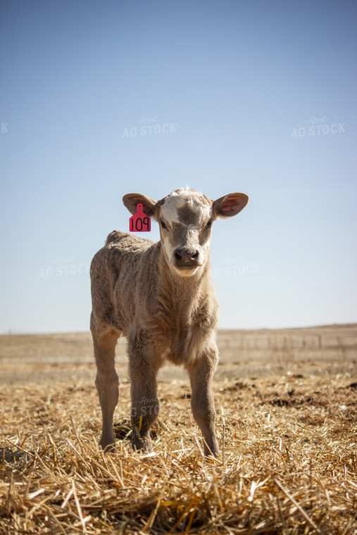 Charolais Cattle 155037