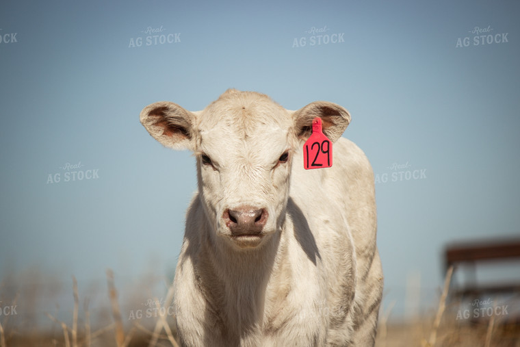 Charolais Cattle 155040