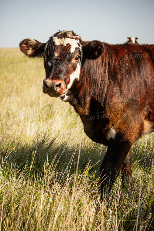 Cattle 155042