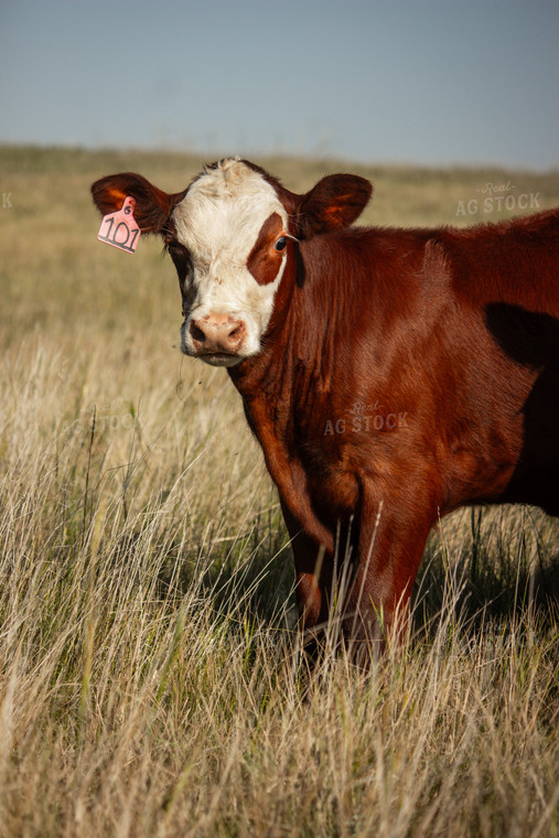 Hereford Cattle 155043