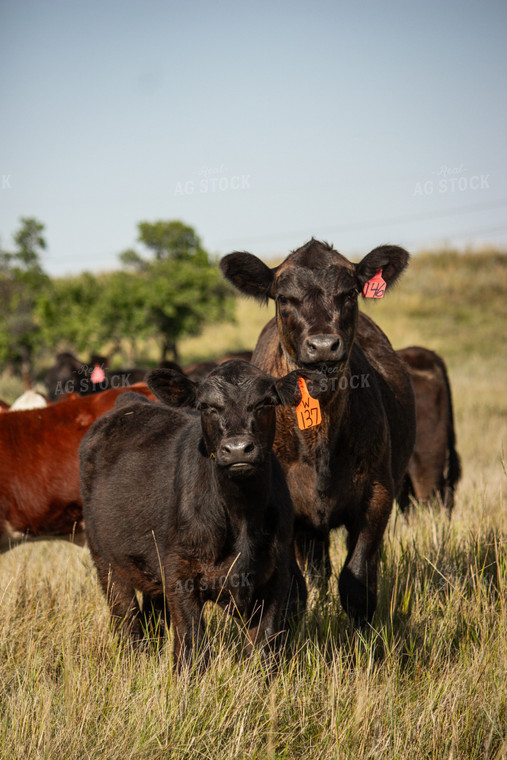 Cattle 155044