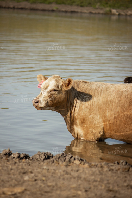 Charolais Cattle 155046