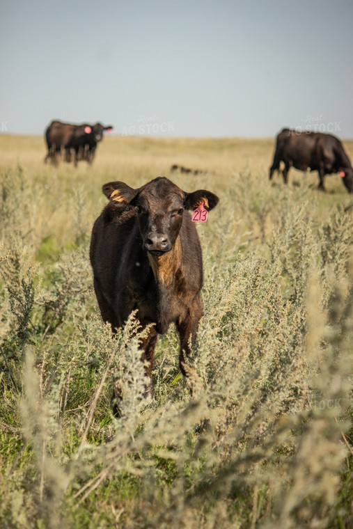 Angus Cattle 155047