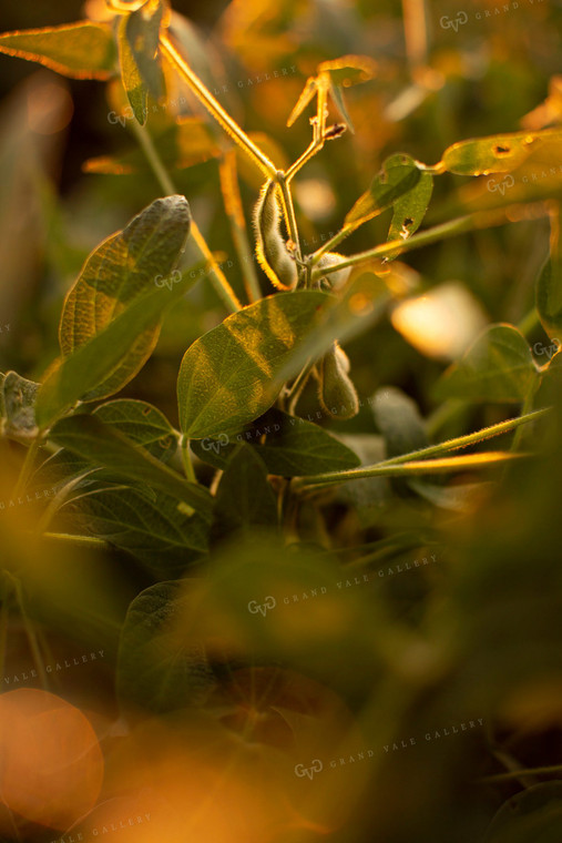 Soybeans - Mid-Season 4897