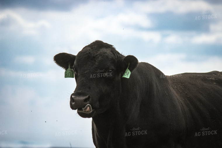 Angus Cattle 155053