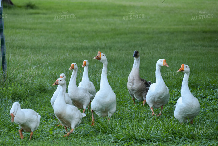 Geese 106014