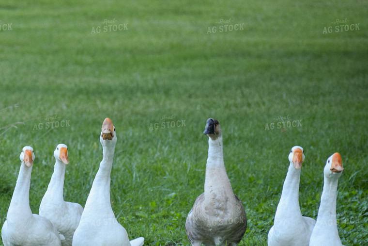 Geese 106015