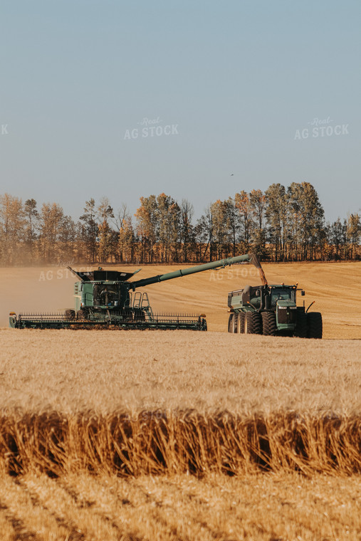 Wheat Harvest 139015