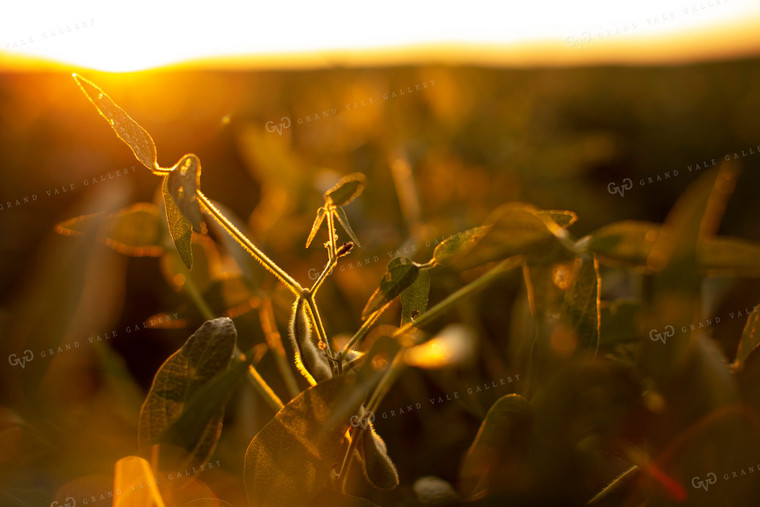 Soybeans - Mid-Season 4899