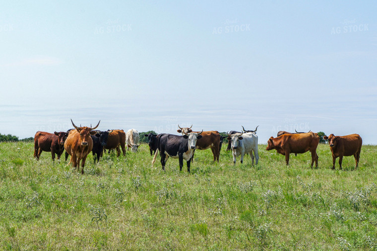 Longhorn Cattle 156003