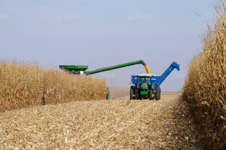 Corn Harvest 156013