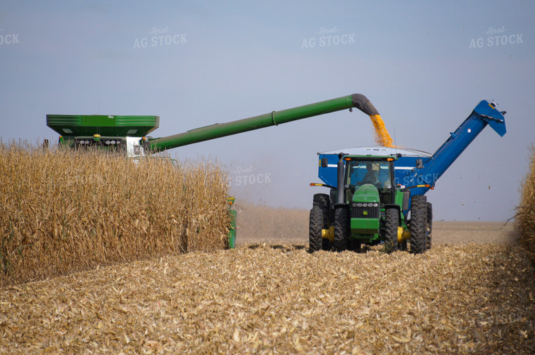 Corn Harvest 156014