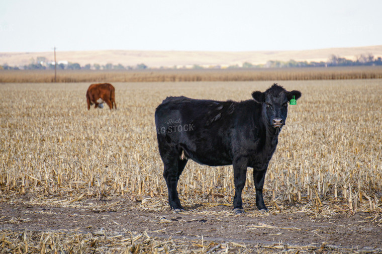 Cattle on Corn Stalks 156021