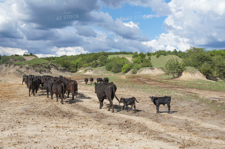 Cattle on Pasture 156039