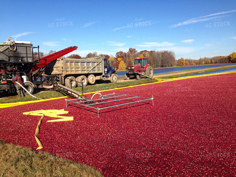 Cranberry Harvest 156056