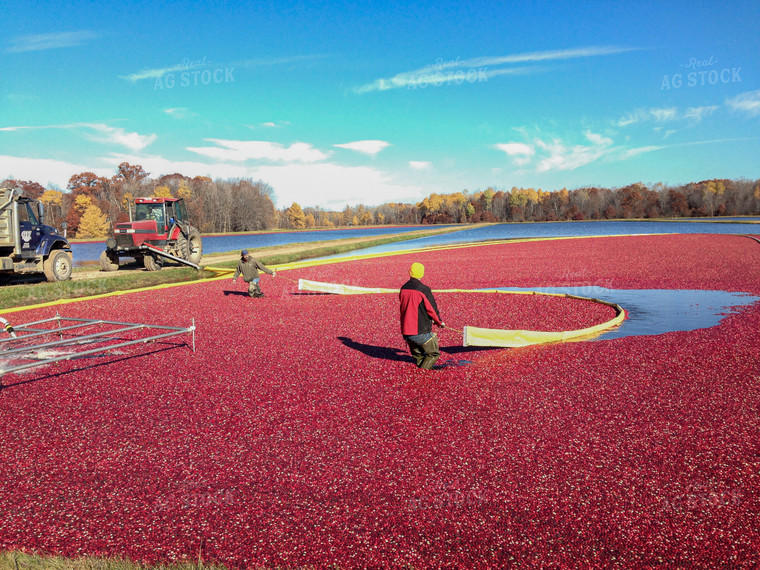 Cranberry Harvest 156057