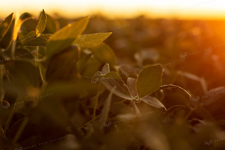 Soybeans - Mid-Season 4905