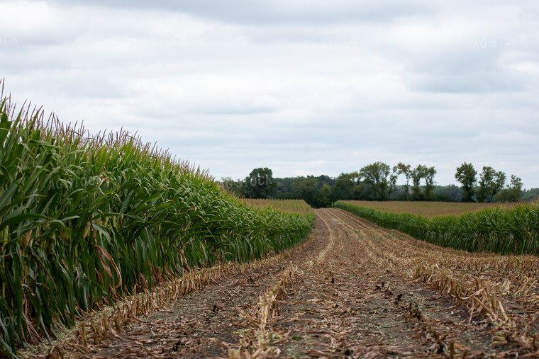 Silage Harvest 50414