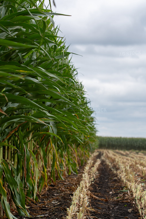 Silage Harvest 50417