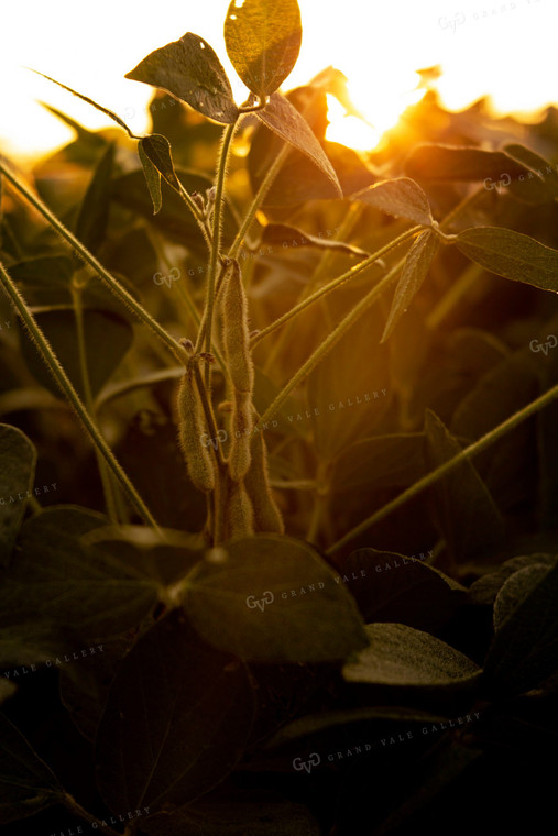 Soybeans - Mid-Season 4910