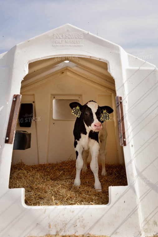 Holstein Calf in Hutch 152263