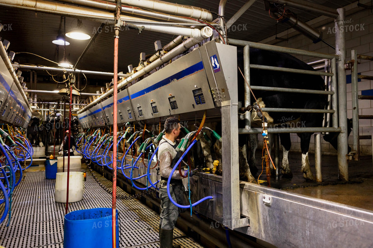 Farmer Milking Cows 152264