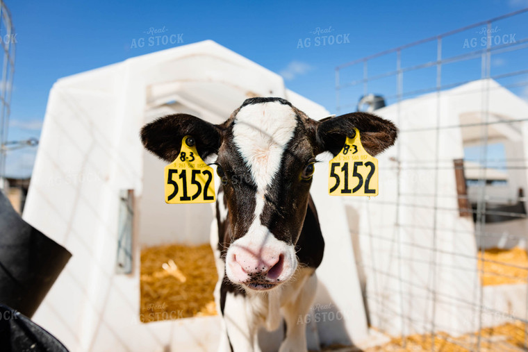 Holstein Calf in Hutch 152266