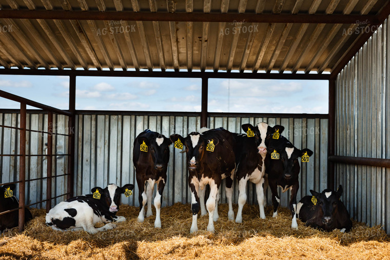 Holstein Calves 152269