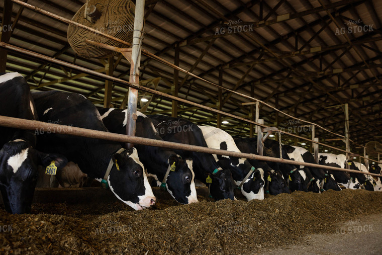 Holstein Cattle in Open Air Barn 152274