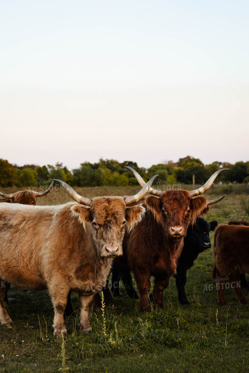 Highland Cattle 152276