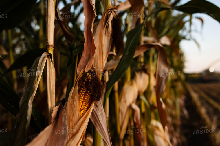 Corn Ear 152300