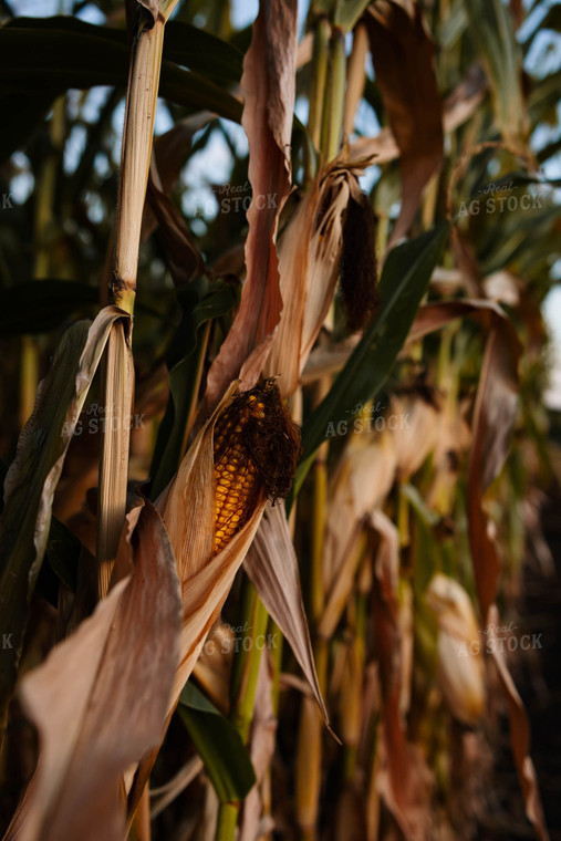 Corn Ear 152301