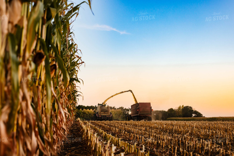 Silage Harvest 152302