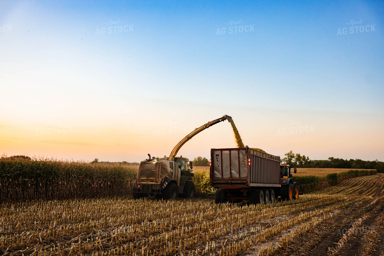 Silage Harvest 152305