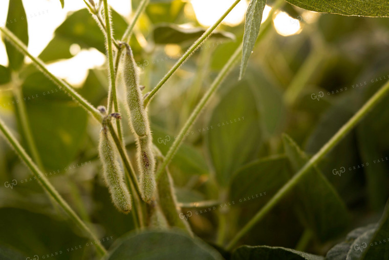 Soybeans - Mid-Season 4917